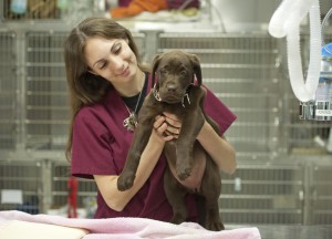 A Veterinary Assistant holds a puppy in a veterinary hospital