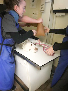 Dog being treated by veterinary assistant students