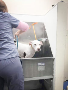 Dog being bathed by veterinary assistant student