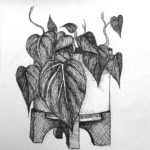black and white pencil drawing potted plant