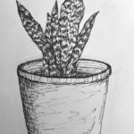 black and white pencil drawing potted plant