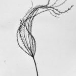 black and white pencil drawing plant