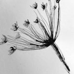 black and white pencil drawing flower