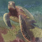 sea turtle illustration