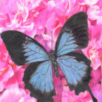 blue and black butterfly on pink flower illustration