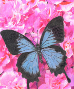 blue and black butterfly on pink flower illustration