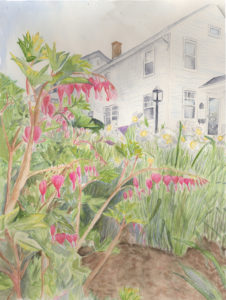 bleeding hearts plant with house in background illustration