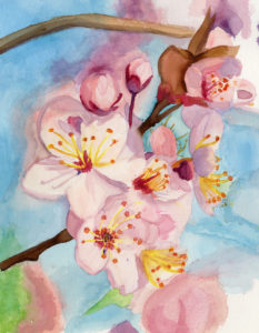 cherry blossom illustration
