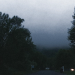 fog and trees
