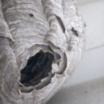 black and white wasp's nest
