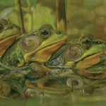 three frogs