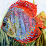 rainbow fish illustration