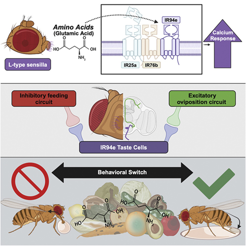 graphical abstract